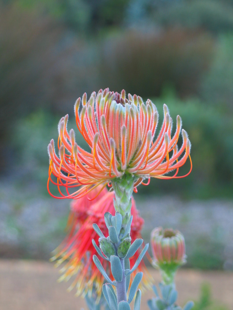 Protea Dawn