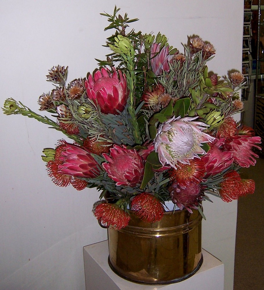 Protea, die Königin der Blumen