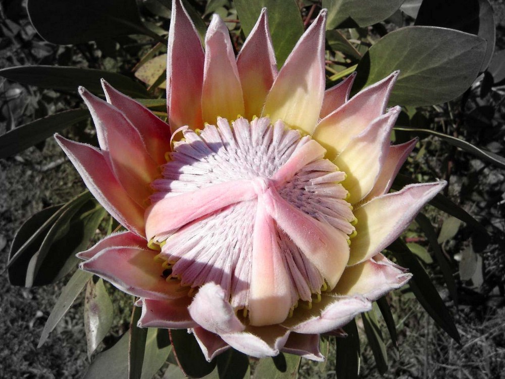 Protea (die Nationalblume Südafrikas) im Juli (Winter)