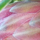 Protea - die Nationalpflanze von Südafrika