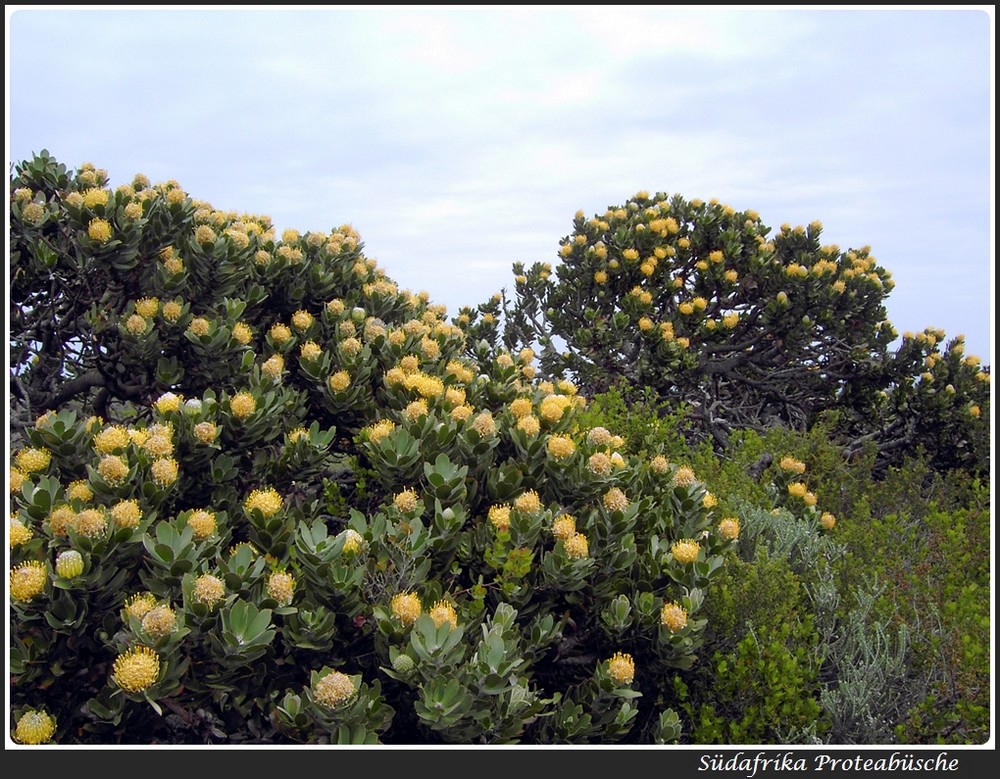 Protea die Wappenblume Südafrikas