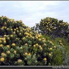 Protea die Wappenblume Südafrikas