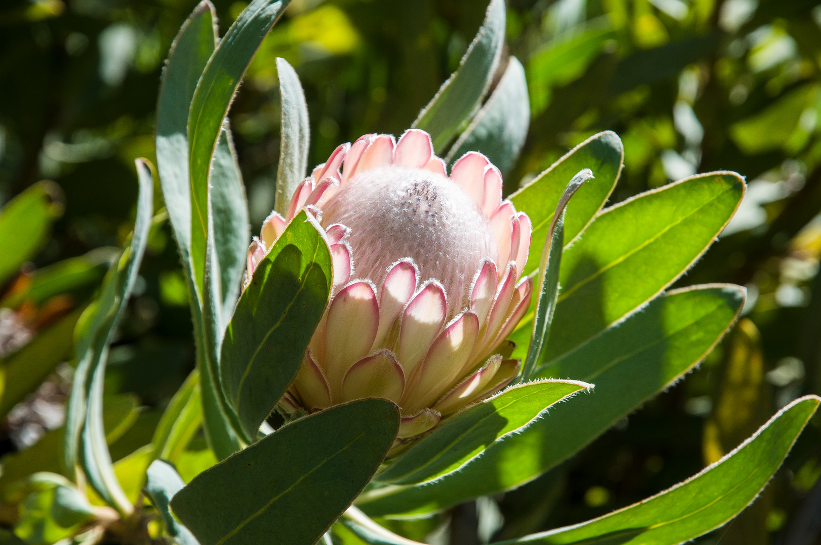 Protea DSC_7802