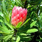 Protea 