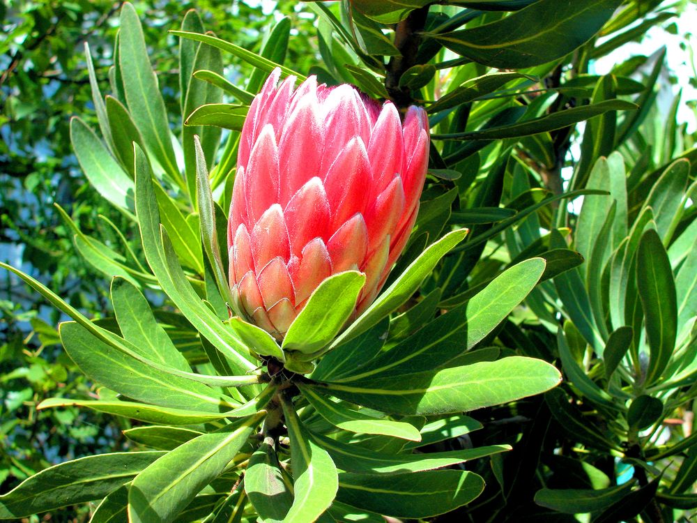 Protea 