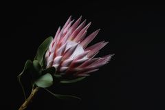 Protea