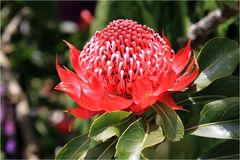 Protea, eine königliche Blüte