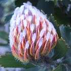 Protea en bouton