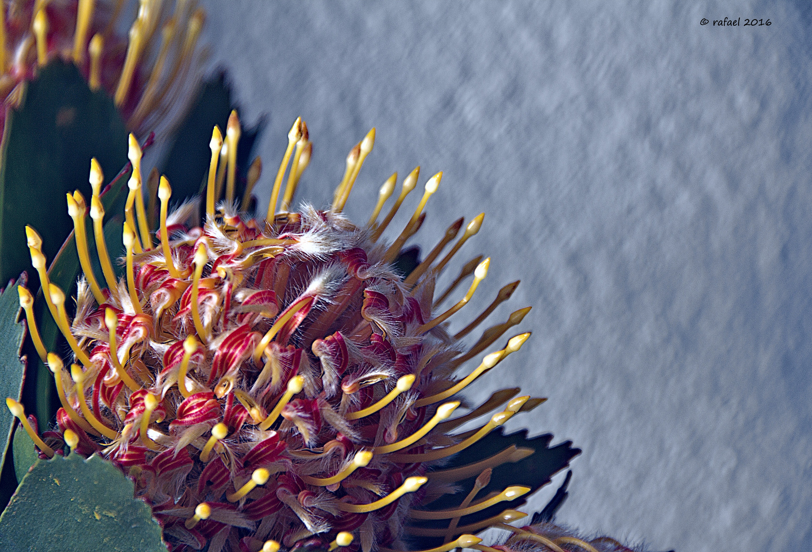 PROTEA