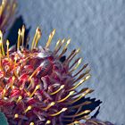 PROTEA