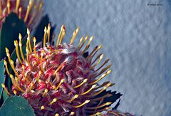 PROTEA