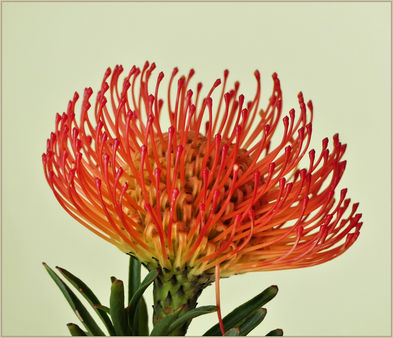 Protea