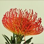 Protea