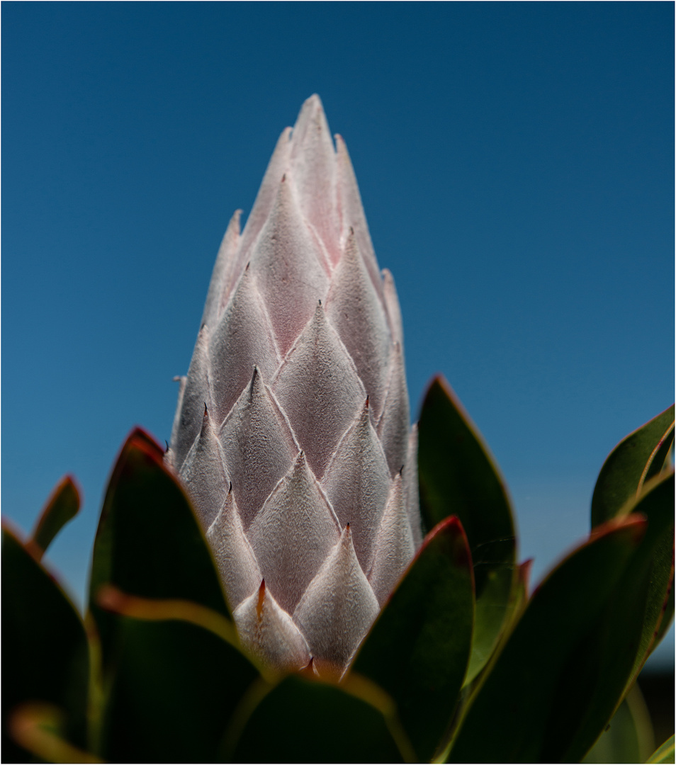 Protea