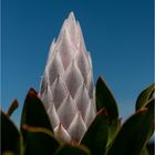 Protea