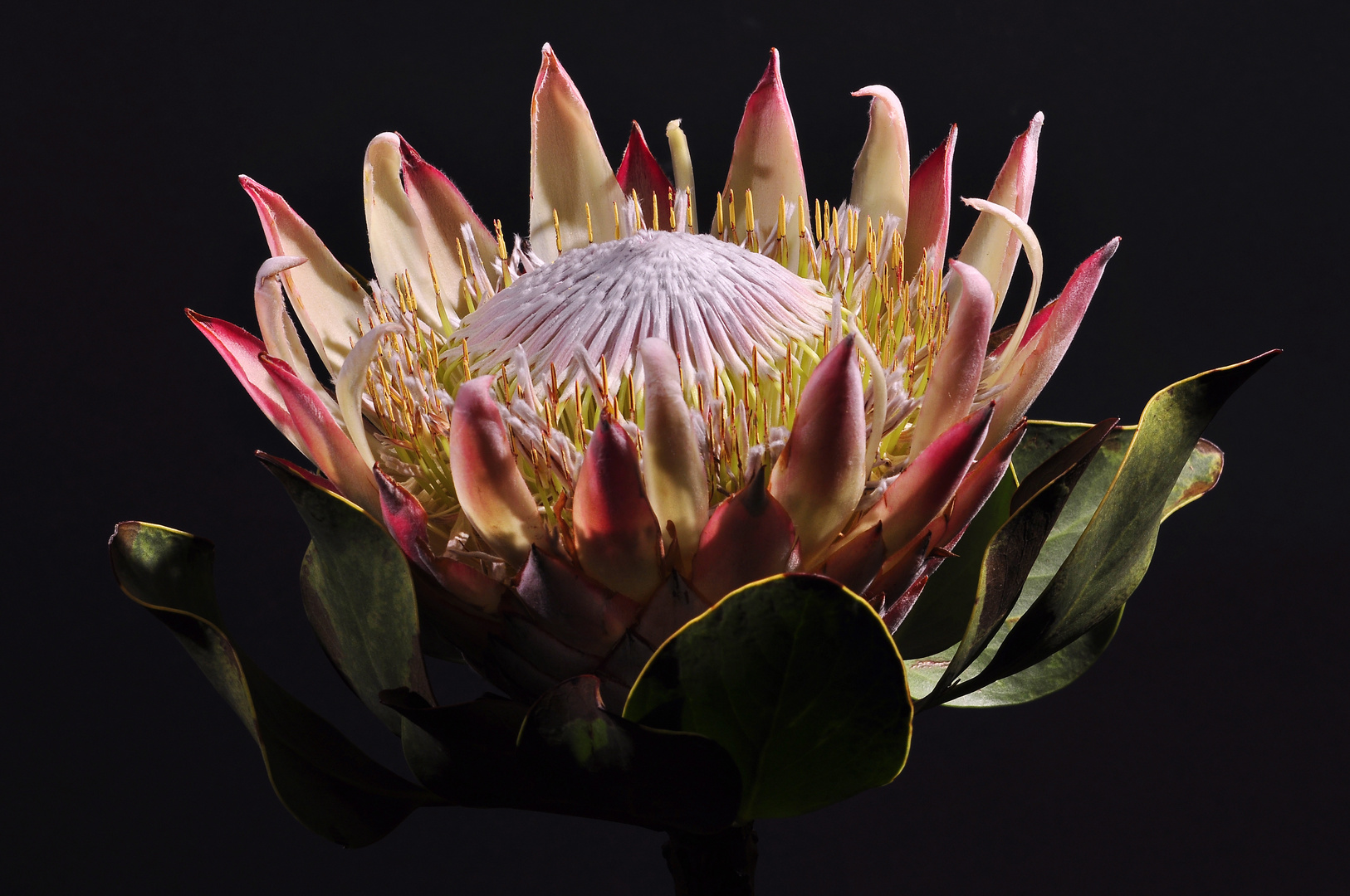 "PROTEA"