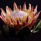 "PROTEA"