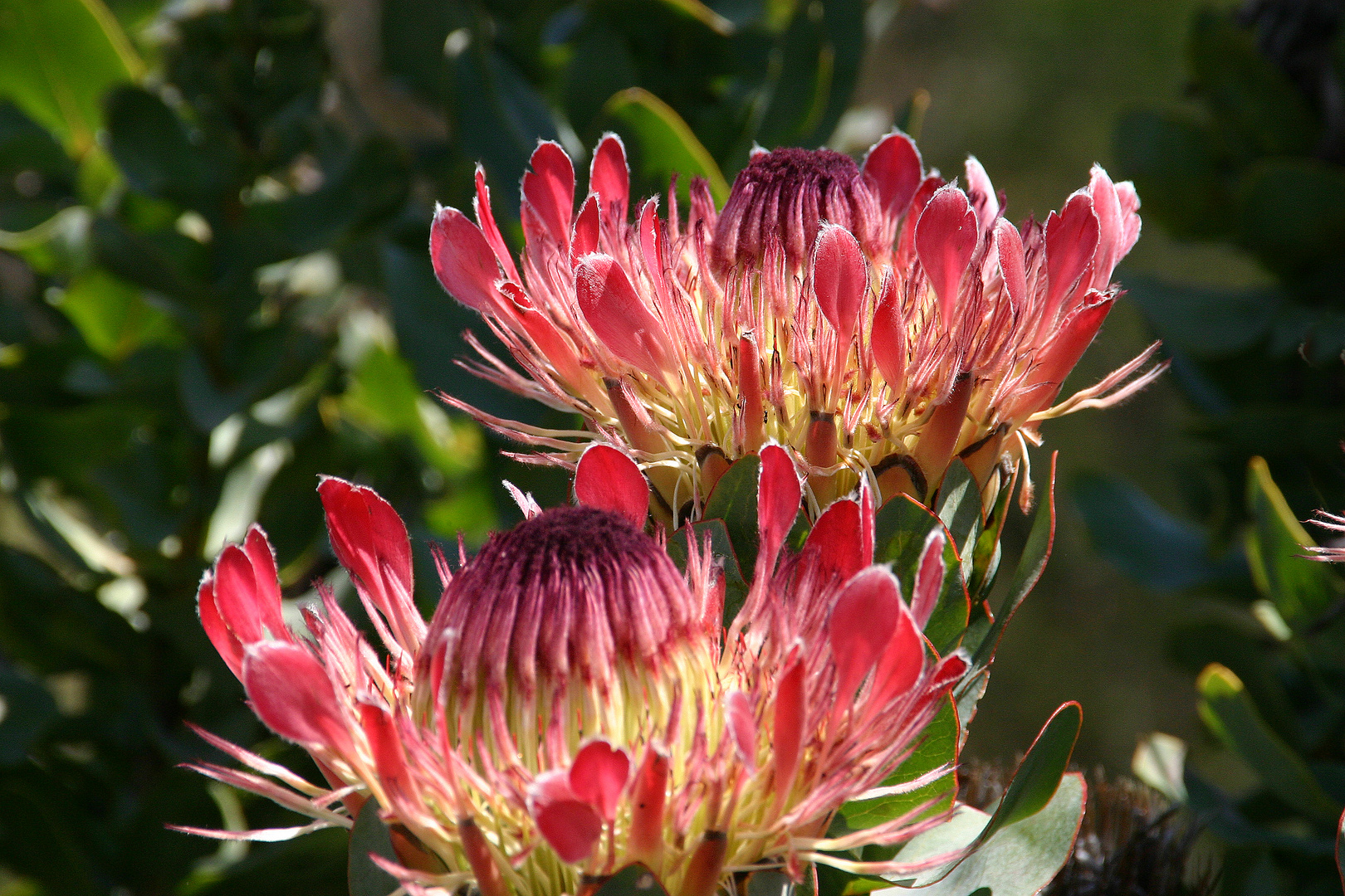 Protea