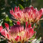 Protea