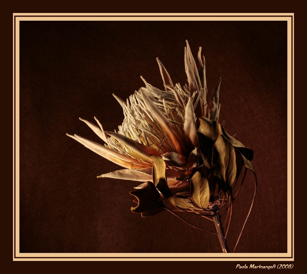 Protea flower over a dark background
