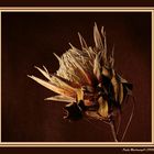 Protea flower over a dark background