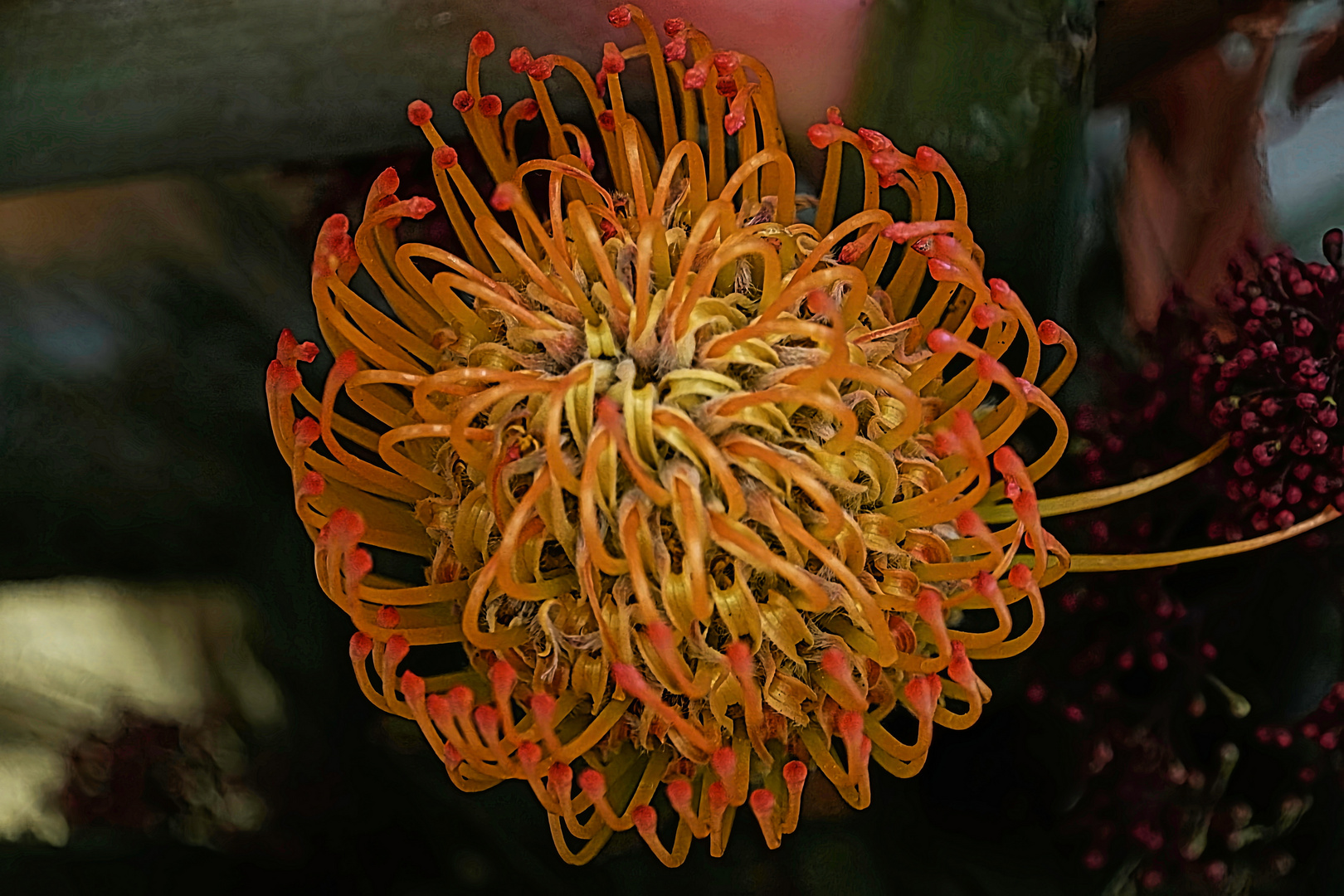 Protea Flower Power