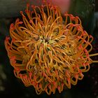 Protea Flower Power
