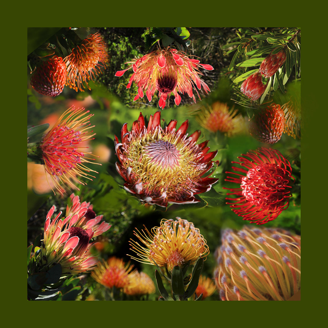 Protea Gruppe