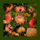 Protea Gruppe