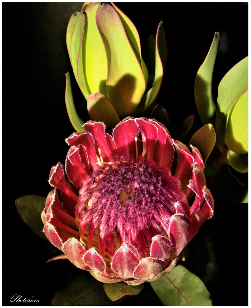 Protea (I) Foto & Bild pflanzen, pilze & flechten, blüten