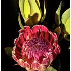 Protea (I)