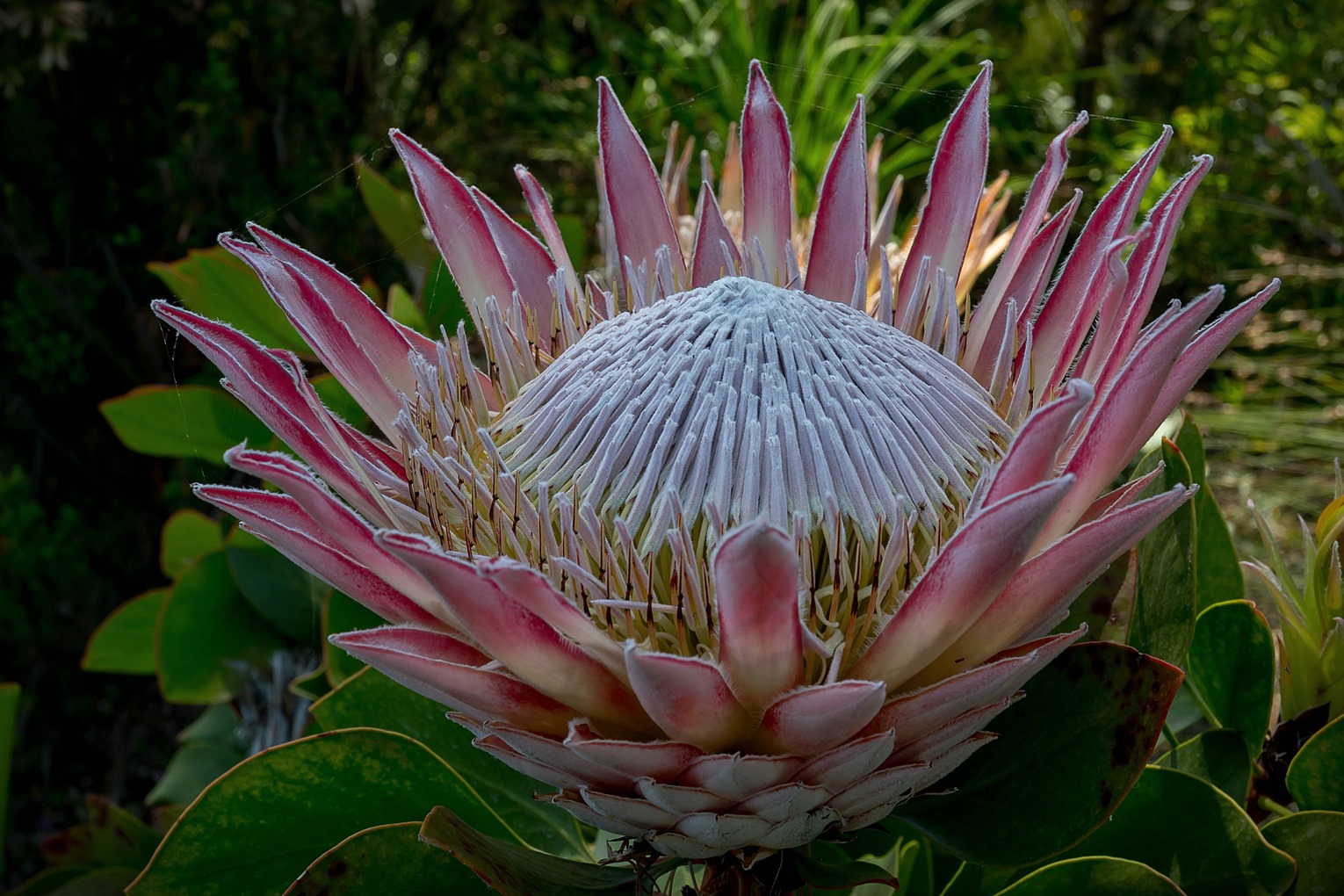 Protea II