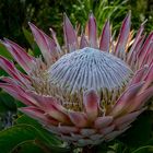 Protea II