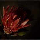 Protea (III)