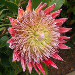 Protea - im Gartenbereich des Centro Visitantes (1)