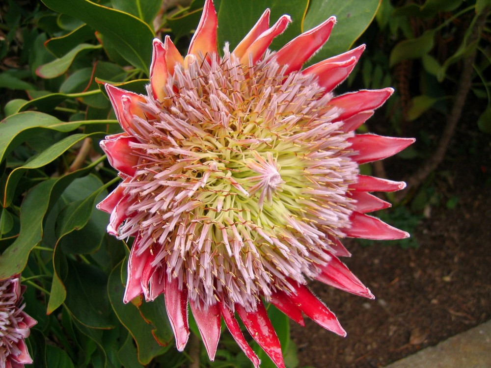 Protea - im Gartenbereich des Centro Visitantes (1)