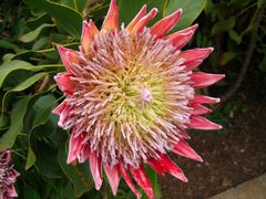 Protea - im Gartenbereich des Centro Visitantes (1)