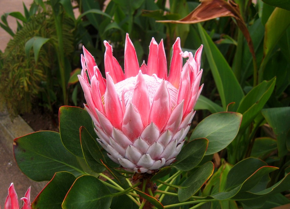 Protea - im Gartenbereich des Centro Visitantes (2)