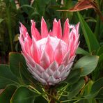 Protea - im Gartenbereich des Centro Visitantes (2)