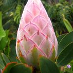 Protea - im Gartenbereich des Centro Visitantes (3)