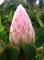 Protea - im Gartenbereich des Centro Visitantes (3)