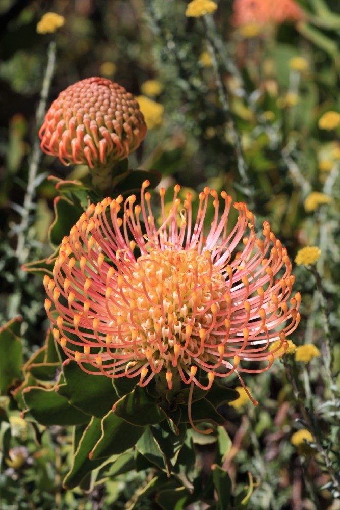Protea im Paarl Moutain Nature Reserve Südafrika 2