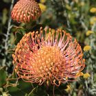 Protea im Paarl Moutain Nature Reserve Südafrika 2