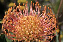 Protea im Paarl Moutain Nature Reserve Südafrika 3