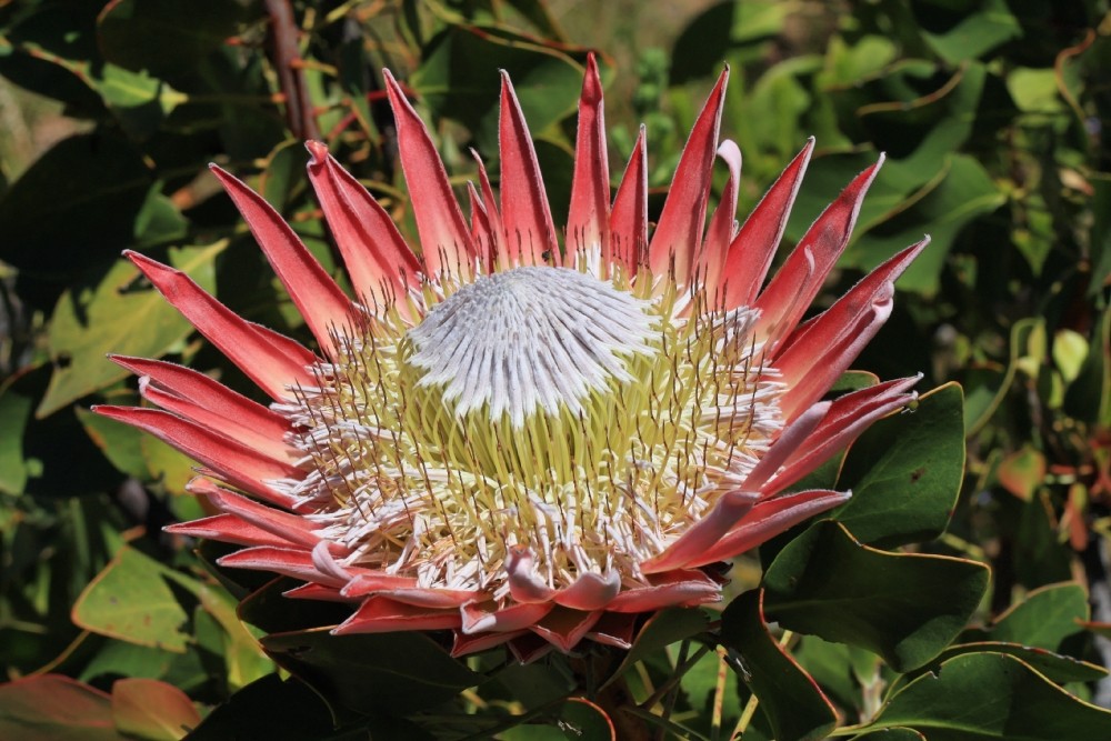 Protea im Paarl Moutain Nature Reserve Südafrika 4