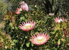 Protea im Paarl Moutain Nature Reserve Südafrika 5