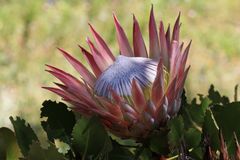 Protea im Paarl Moutain Nature Reserve Südafrika 6