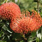 Protea im Paarl Moutain Nature Reserve Südafrika 7