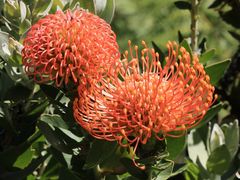 Protea im Paarl Moutain Nature Reserve Südafrika 7