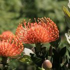 Protea im Paarl Moutain Nature Reserve Südafrika 8